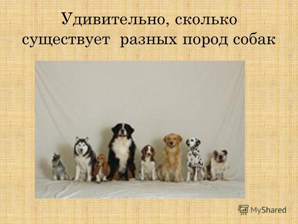 ▷ сколько собак в мире?
