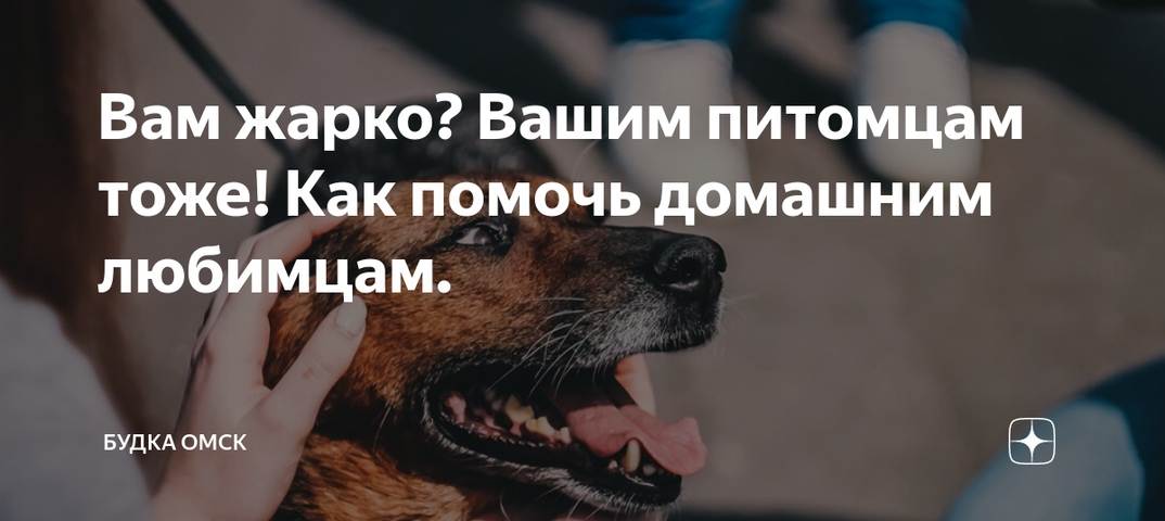 10 советов по оказанию помощи дикой природе и животным