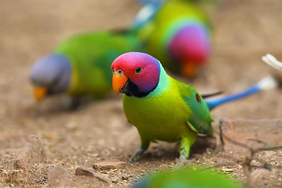 Самые маленькие породы попугаев