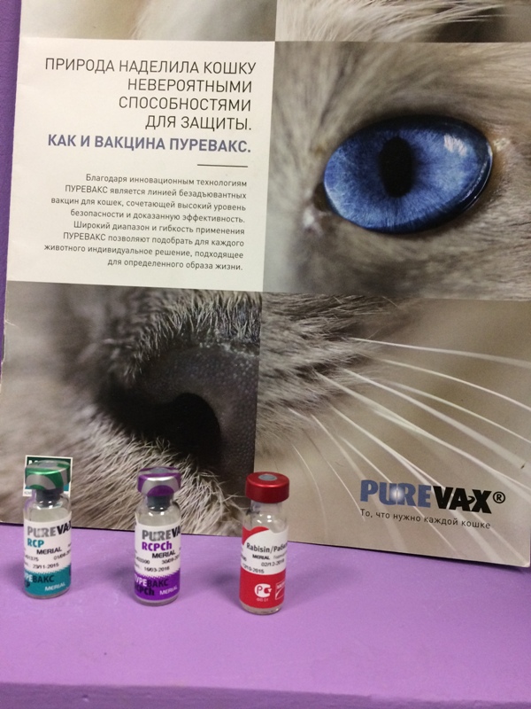 Пуревакс для кошек: инструкция по применению вакцины, противопоказания, побочные действия, отзывы