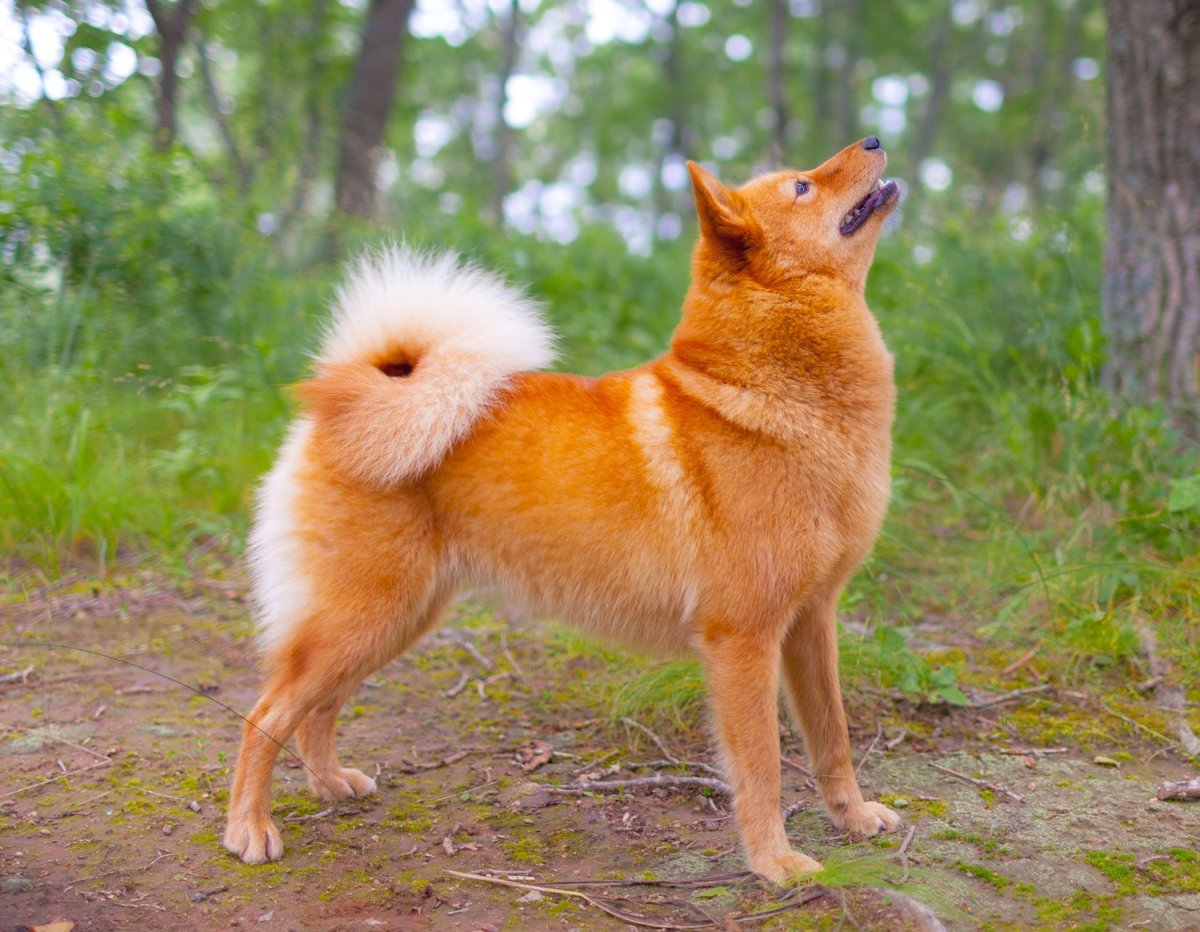 Собака, похожая на лису: маленькая порода, шелти, корги