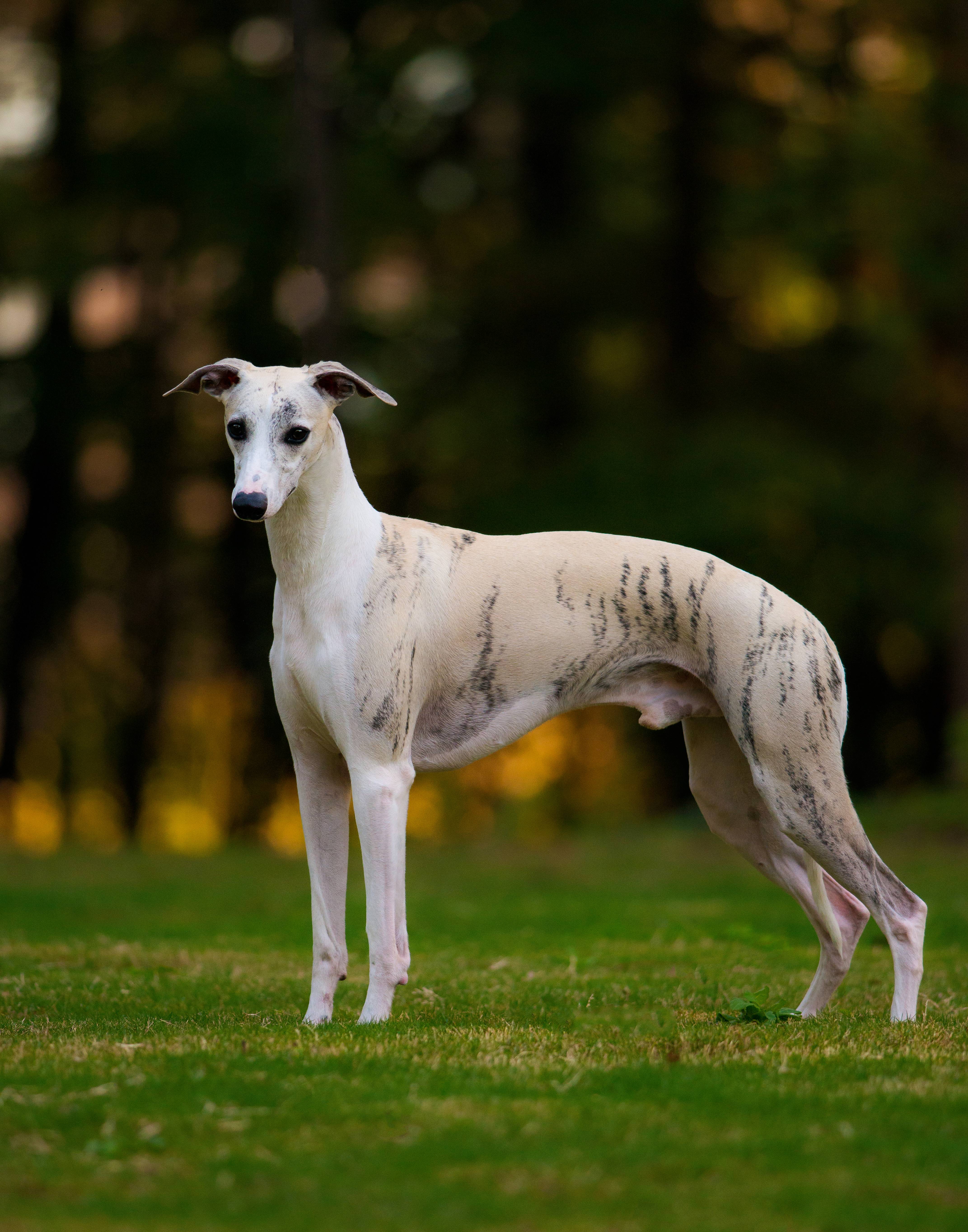 Грейхаунд (английская борзая): описание и фото породы | все о собаках
