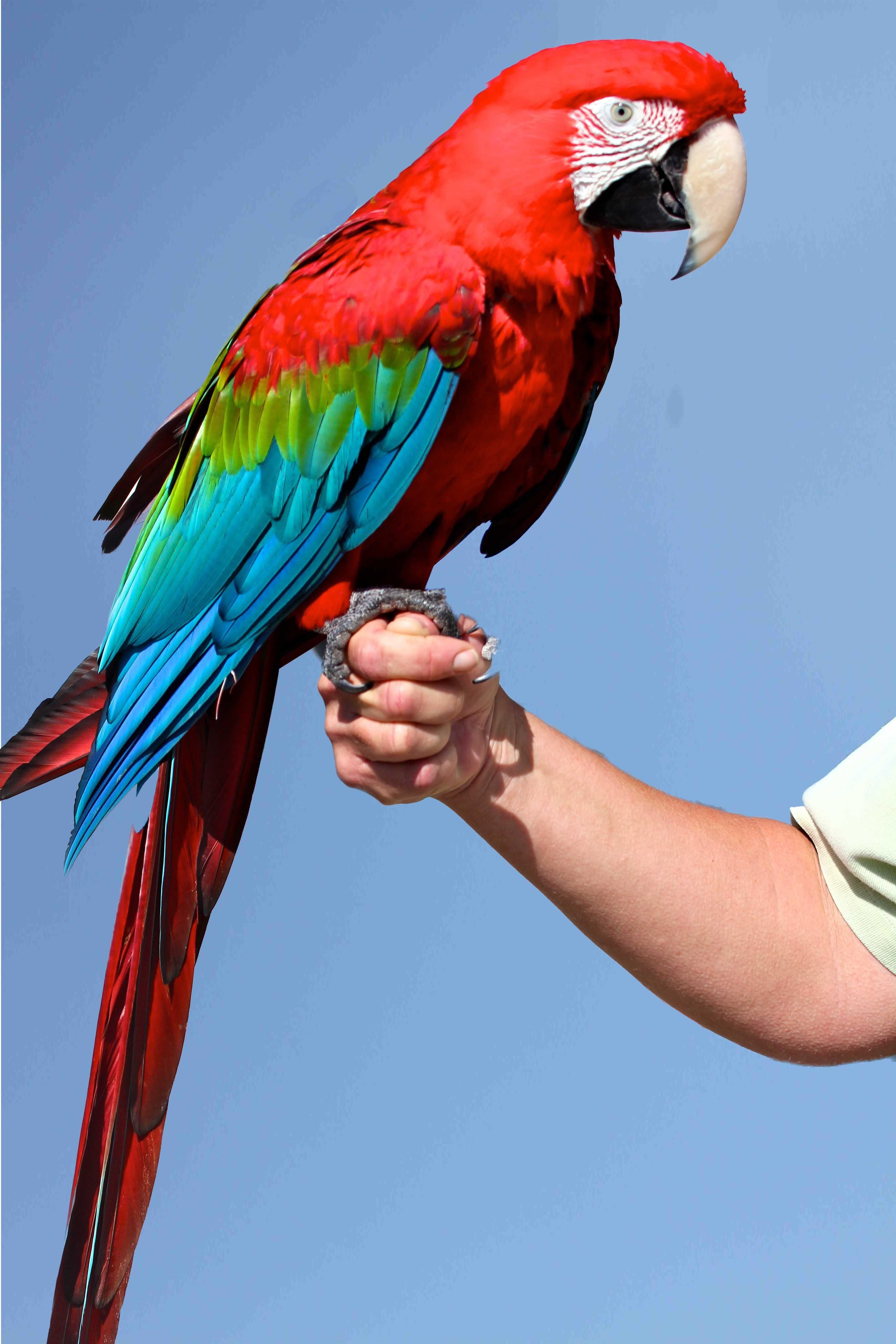 Какой самый большой попугай в мире, где живет и какого он размера