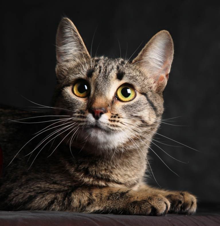 Калифорнийская сияющая кошка — описание породы, уход и содержание