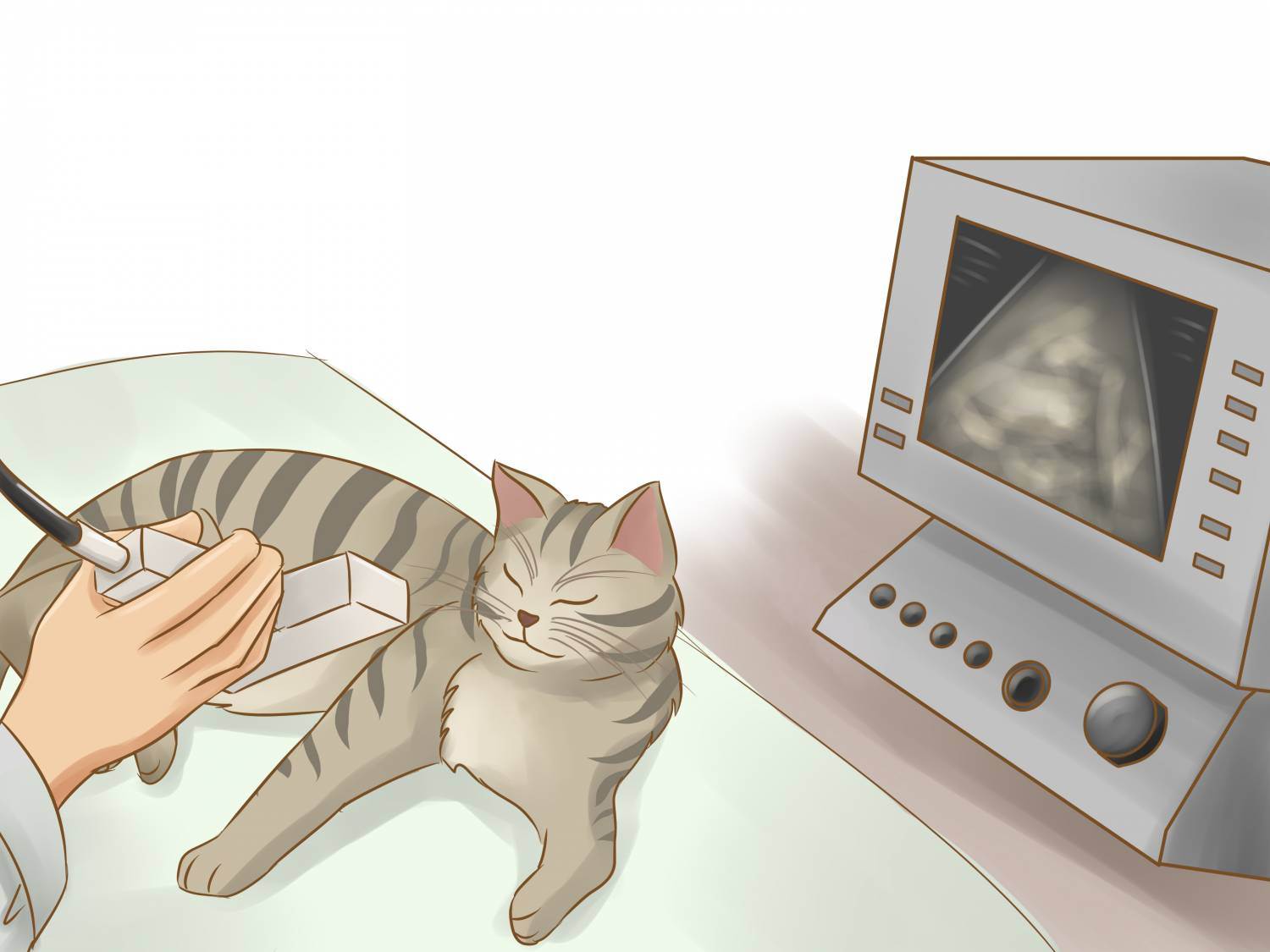 Обследование кошек. Ультразвуковое исследование кошки.