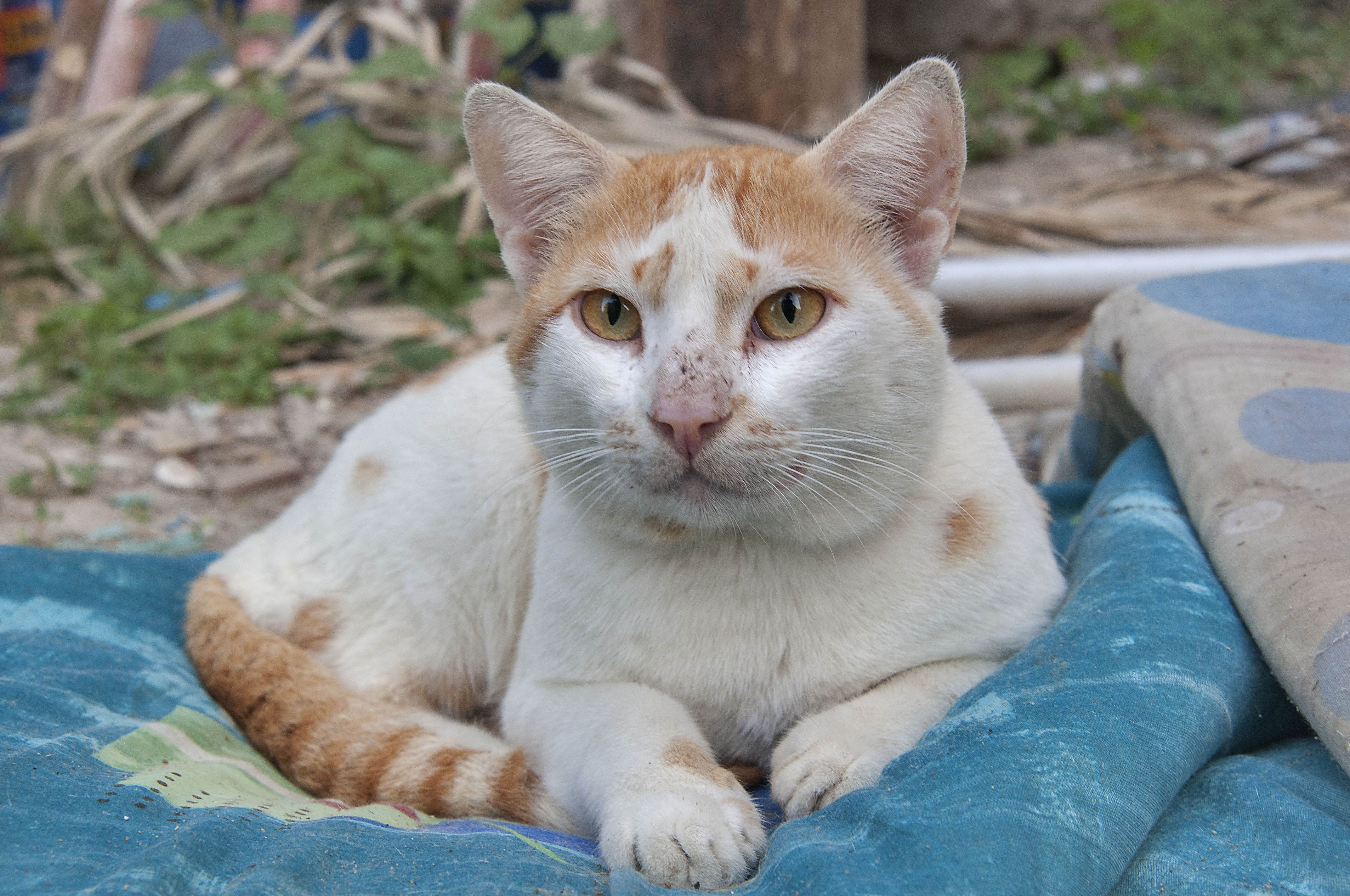 Аравийский мау – аборигенный кот из пустыни, который справится с нашествием мышей в вашем доме