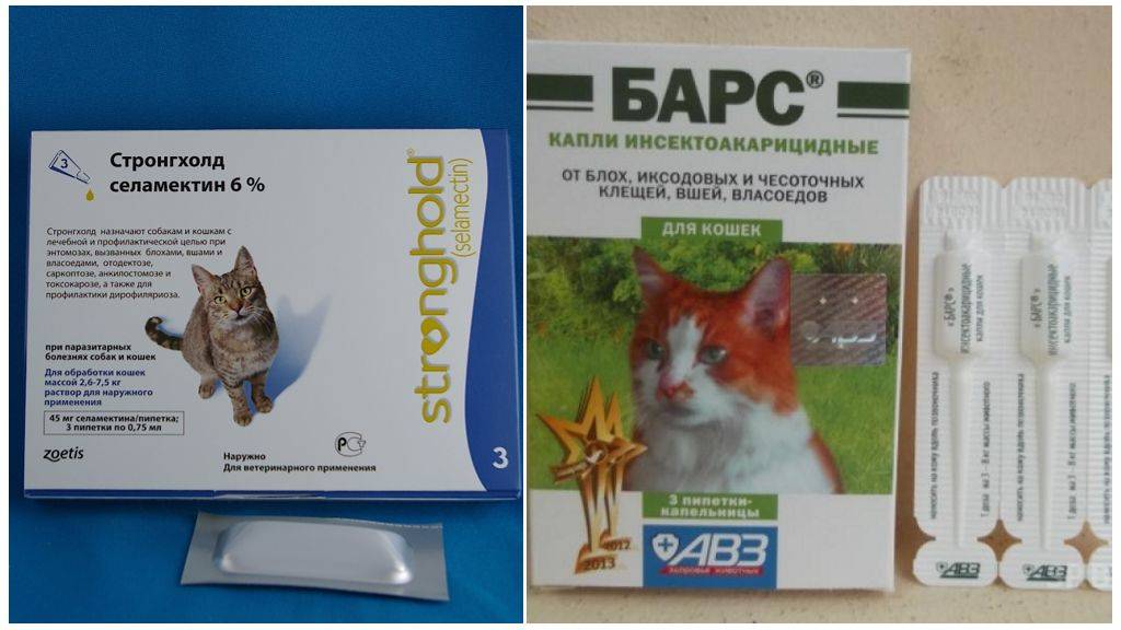 Чесотка у кошек: симптомы, диагностика и лечение