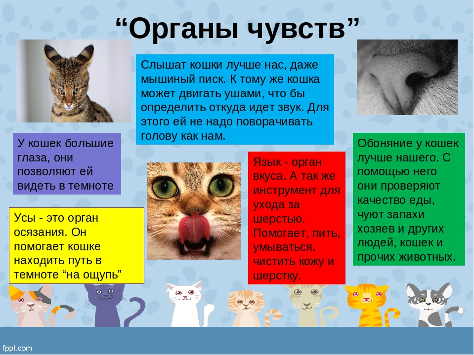 Как выбрать породу - какую породу кошек выбрать, кого выбрать кота или кошку, как правильно выбрать кошку - всё о кошках и котах
