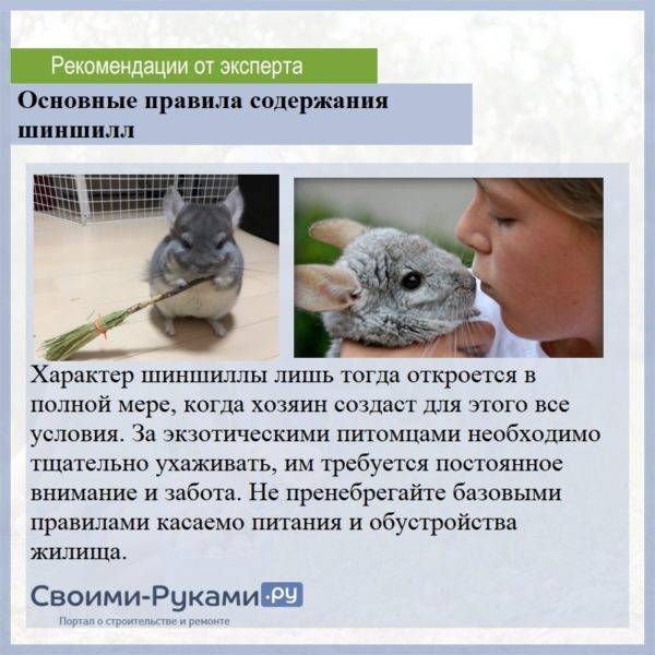 Как подружиться и общаться с шиншиллой | блог ветклиники "беланта"