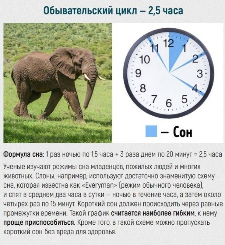 Сколько спят собаки в сутки: стадии сна, возраст и режим дня питомца