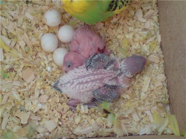Про гнездование и разведение волнистых попугаев, размножение в домашних условиях - твой питомец