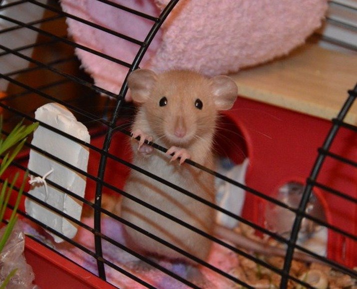 Как ухаживать за декоративными крысами — шпаргалка для хозяина