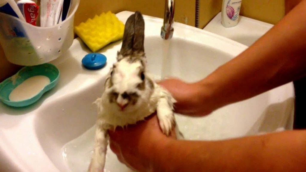 Можно ли мыть декоративных кроликов: процесс купания (видео)