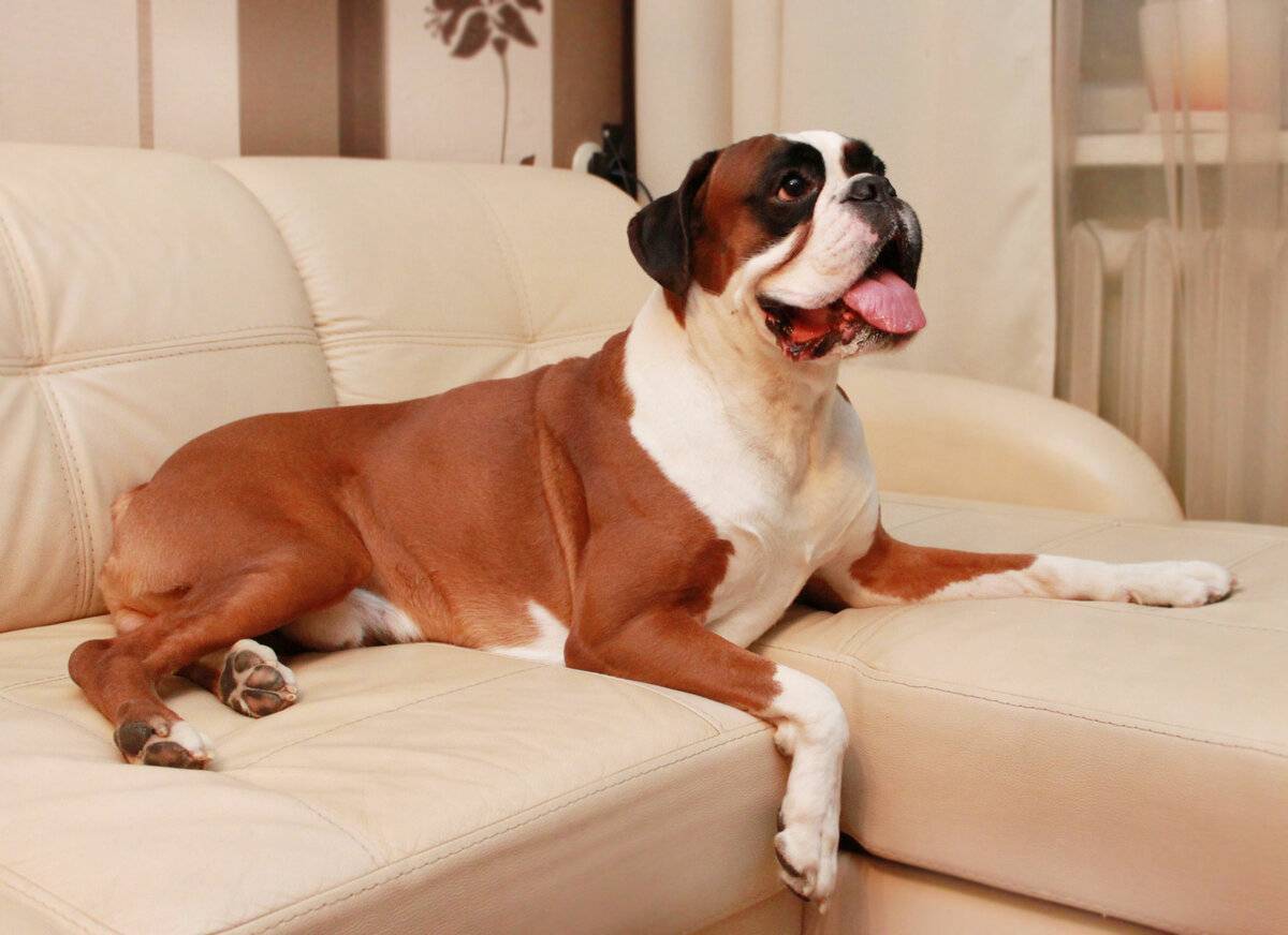 Идеальная собака для квартиры. Собаки для квартиры. Самая неприхотливая собака для квартиры. Большие собаки для квартиры. Собаки больших пород для квартиры.