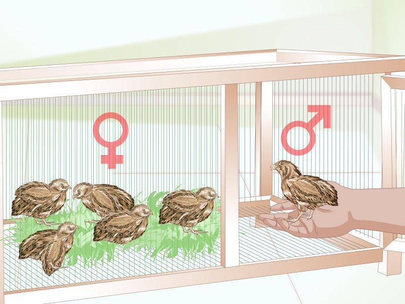 Разведение корелл в домашних условиях: цикл размножения