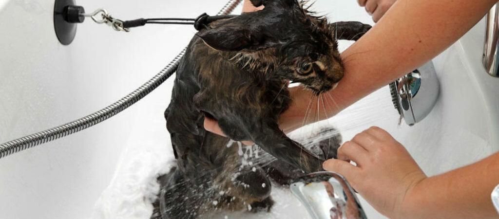 Зачем кошка рвется в ванную комнату, если боится воды