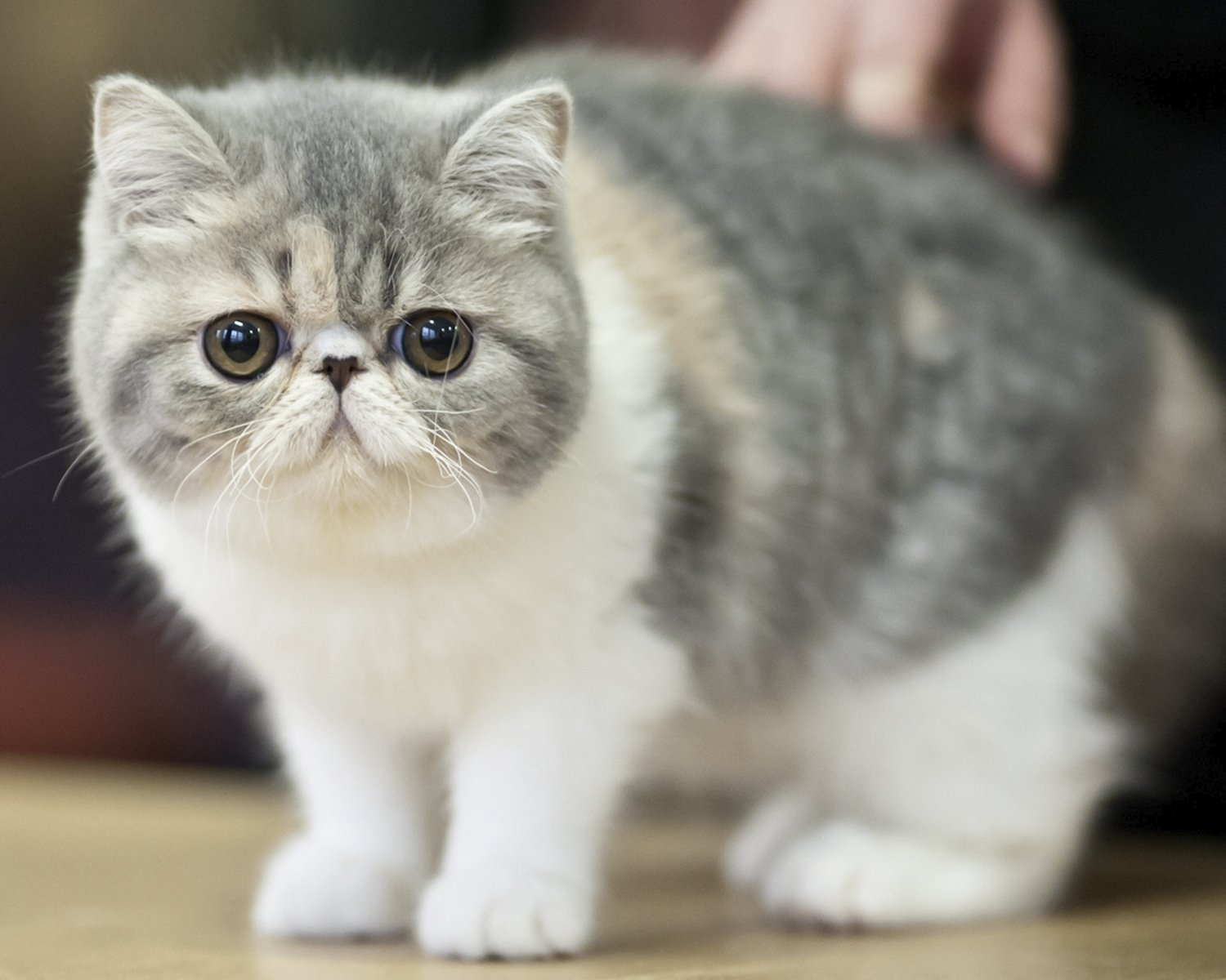 ᐉ 4 породы котов с приплюснутой мордой: плюсы и минусы, особенности ухода за кошками - kcc-zoo.ru