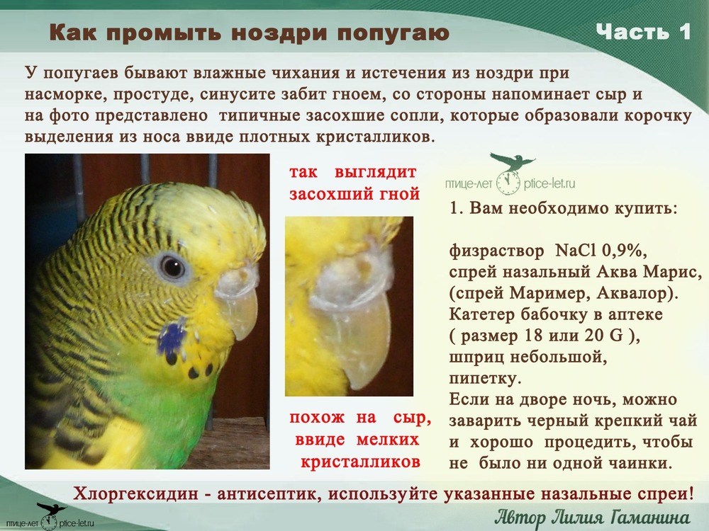 Болезни попугаев: симптомы, лечение, профилактика