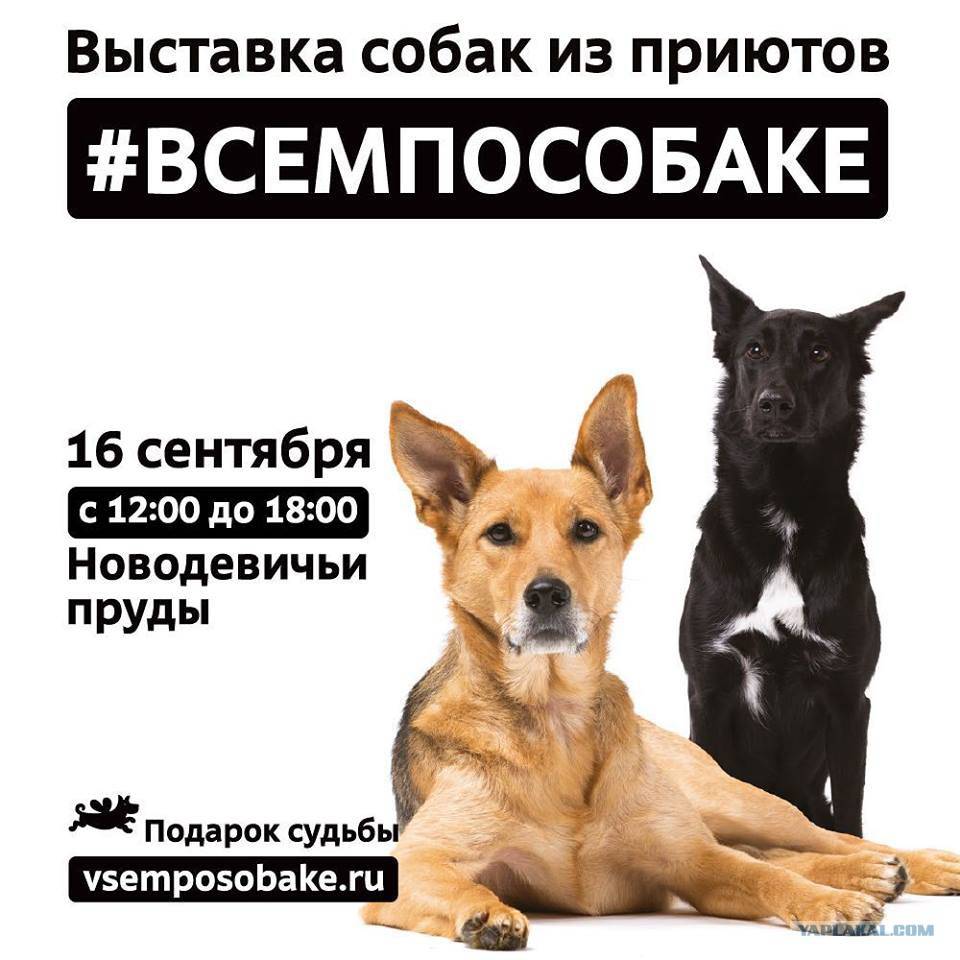 Выставка бездомных собак из московских приютов