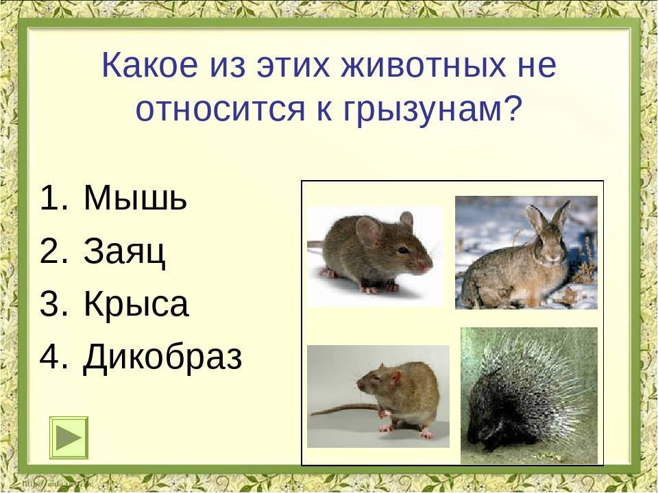 Кролик европейский, или кролик дикий | мир животных и растений