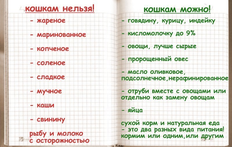 Правила прикорма котят, особенности рациона, оптимальный возраст