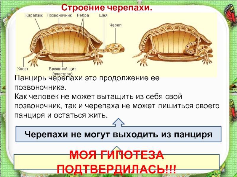 Анатомия шейного отдела позвоночника у человека: первый позвонок и мышцы