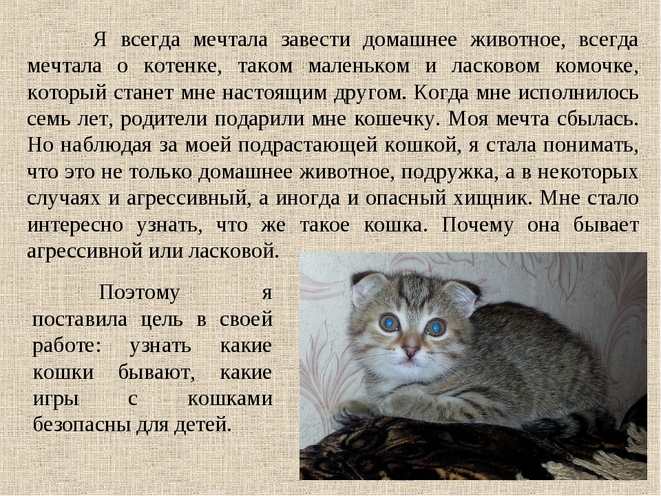 Что делать, если кошка сильно линяет