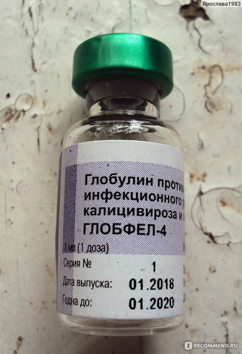 Как колоть сыворотку «глобфел-4» кошке?