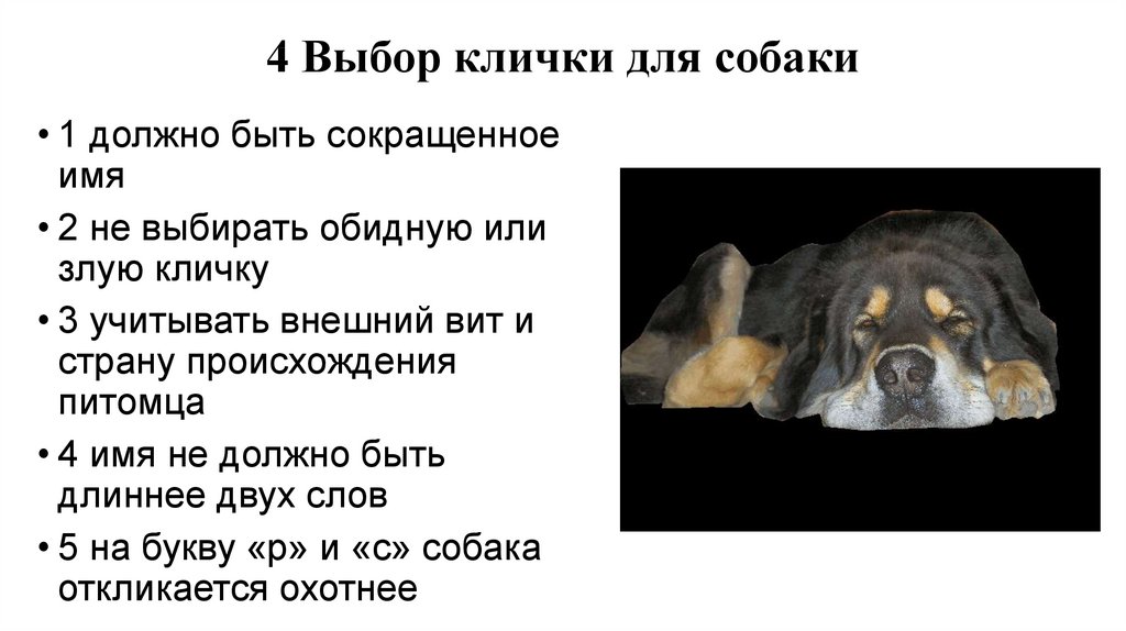 Как назвать собаку: 200 собачьих кличек со значением
