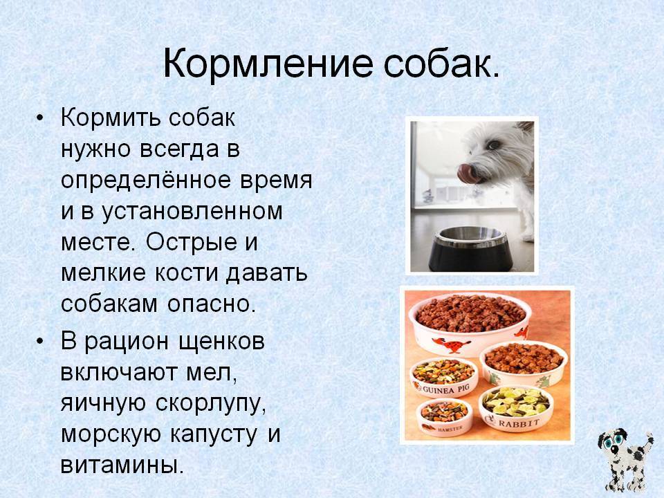 Чем кормить собаку в домашних условиях