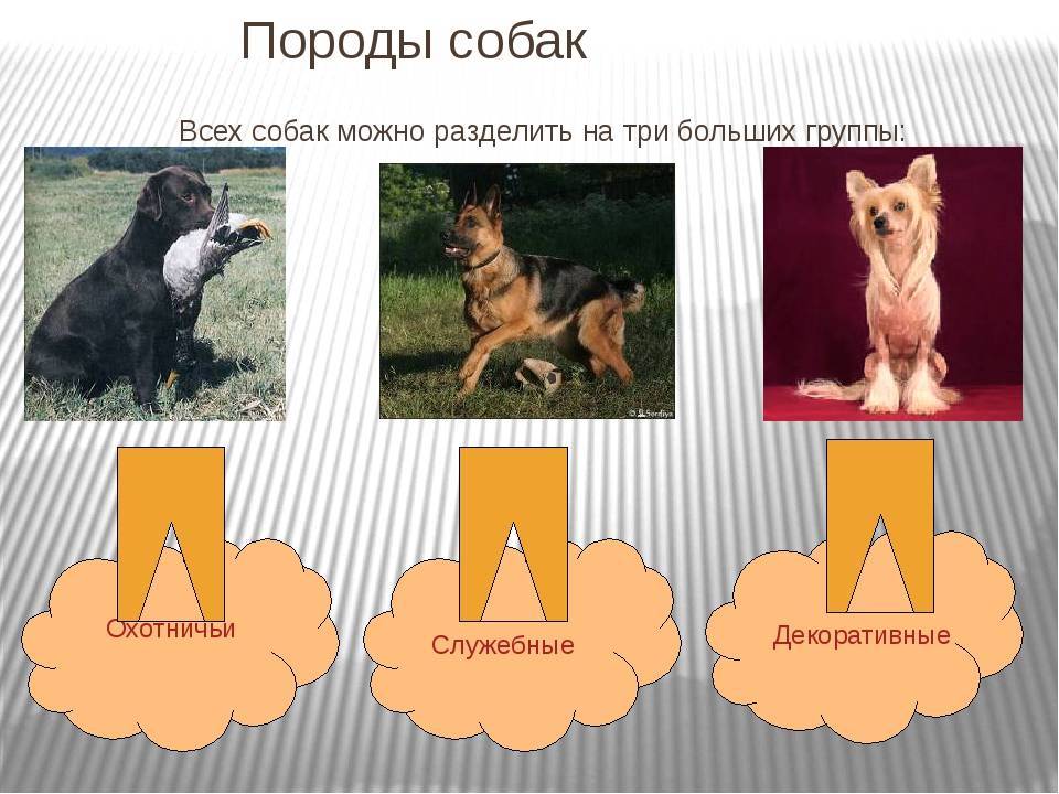 Точные данные о том, сколько на земле существует различных пород собак | meduza4u