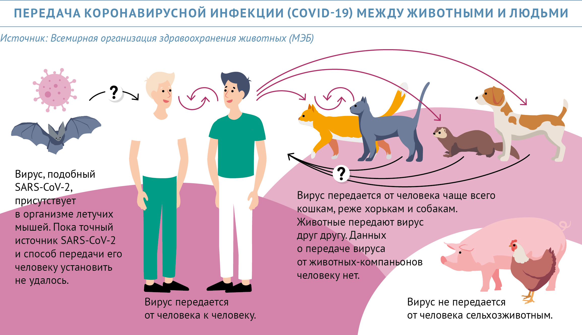 Токсоплазмоз у человека: симптомы и лечение. как лечить токсоплазмоз