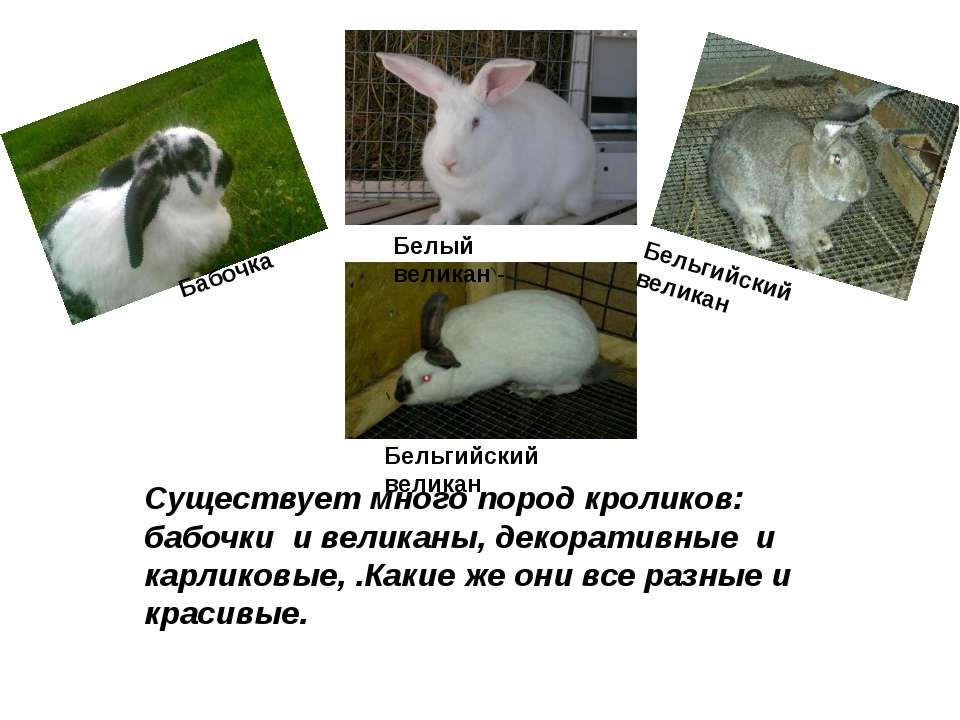 Породы кроликов для домашнего разведения: виды и описание кроликов мясного направления