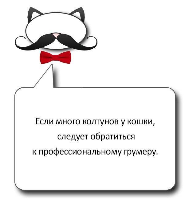 5 самых распространенных причин запаха из пасти у кошки