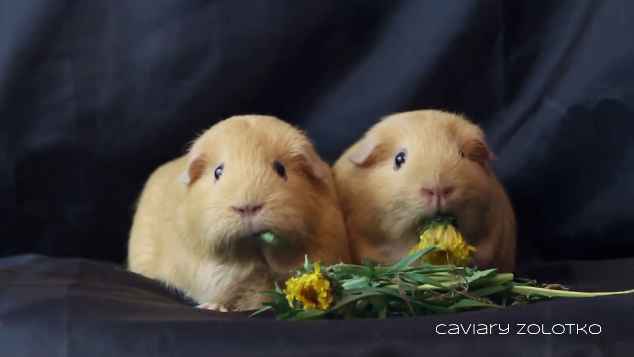 Можно ли давать морским свинкам свежую траву? ❤ советы эксперта