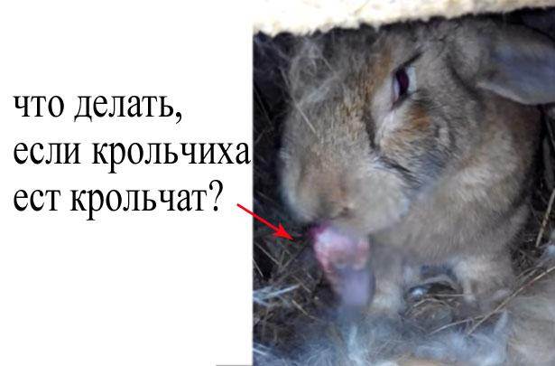 Почему крольчиха съедает или разбрасывает своих крольчат
