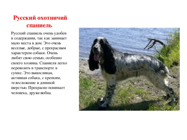 Русский охотничий спаниель: стандарт породы, характер, содержание и уход (+фото и видео) | ваши питомцы