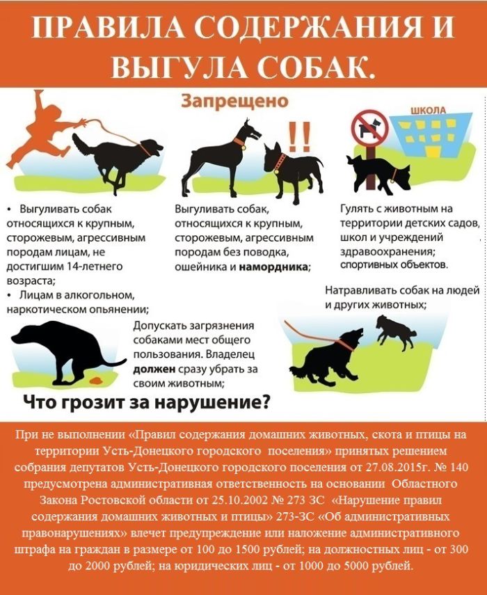 Закон и правила выгула собак в россии: где можно гулять, а также о намордниках, поводках и ответственности за их отсутствие