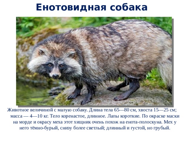 Внешний вид енотовидной собаки, где обитает и можно ли содержать дома