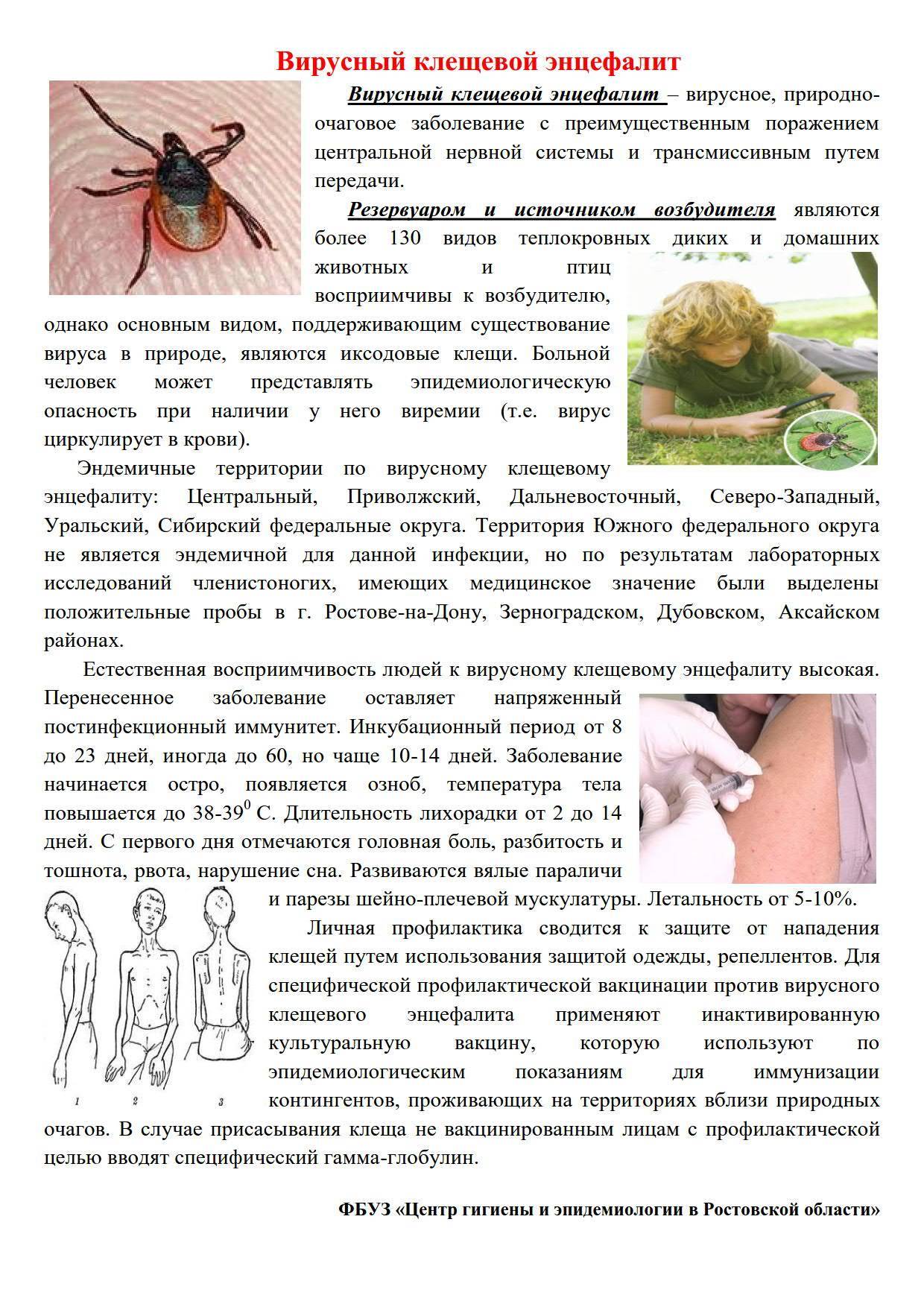 Хронический вирусный клещевой энцефалит. диагностика и лечение хронического вирусного энцефалита в клинике «эхинацея» - медицинский центр «эхинацея»