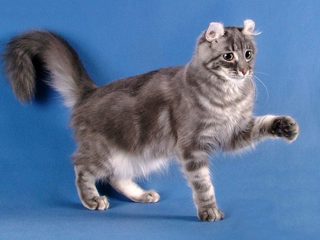 Американская короткошерстная кошка