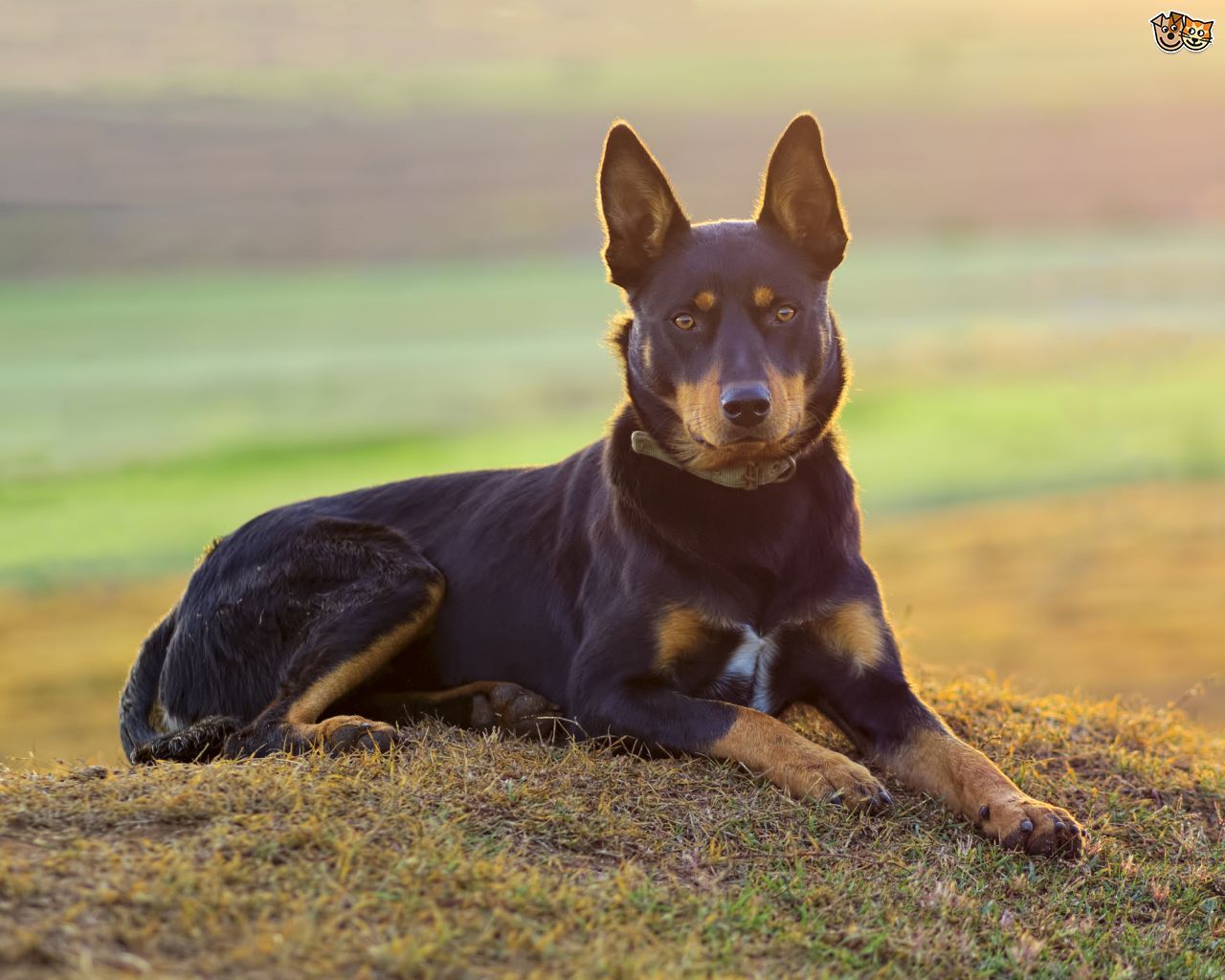 Австралийская овчарка (аусси) – характеристика породы | dogkind.ru