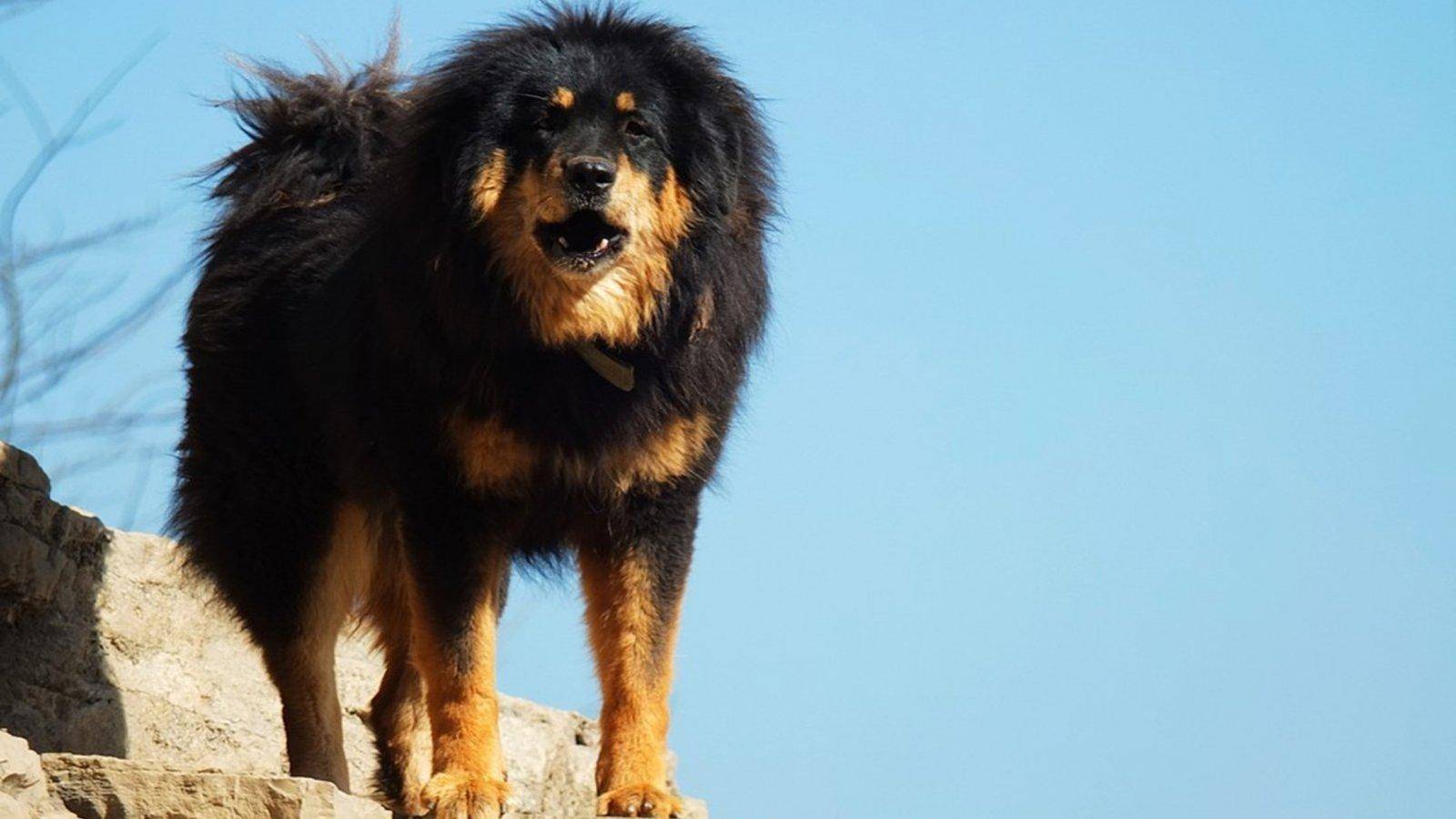 Банхары: как собаки способны спасти монгольские степи и восстановить экосистему