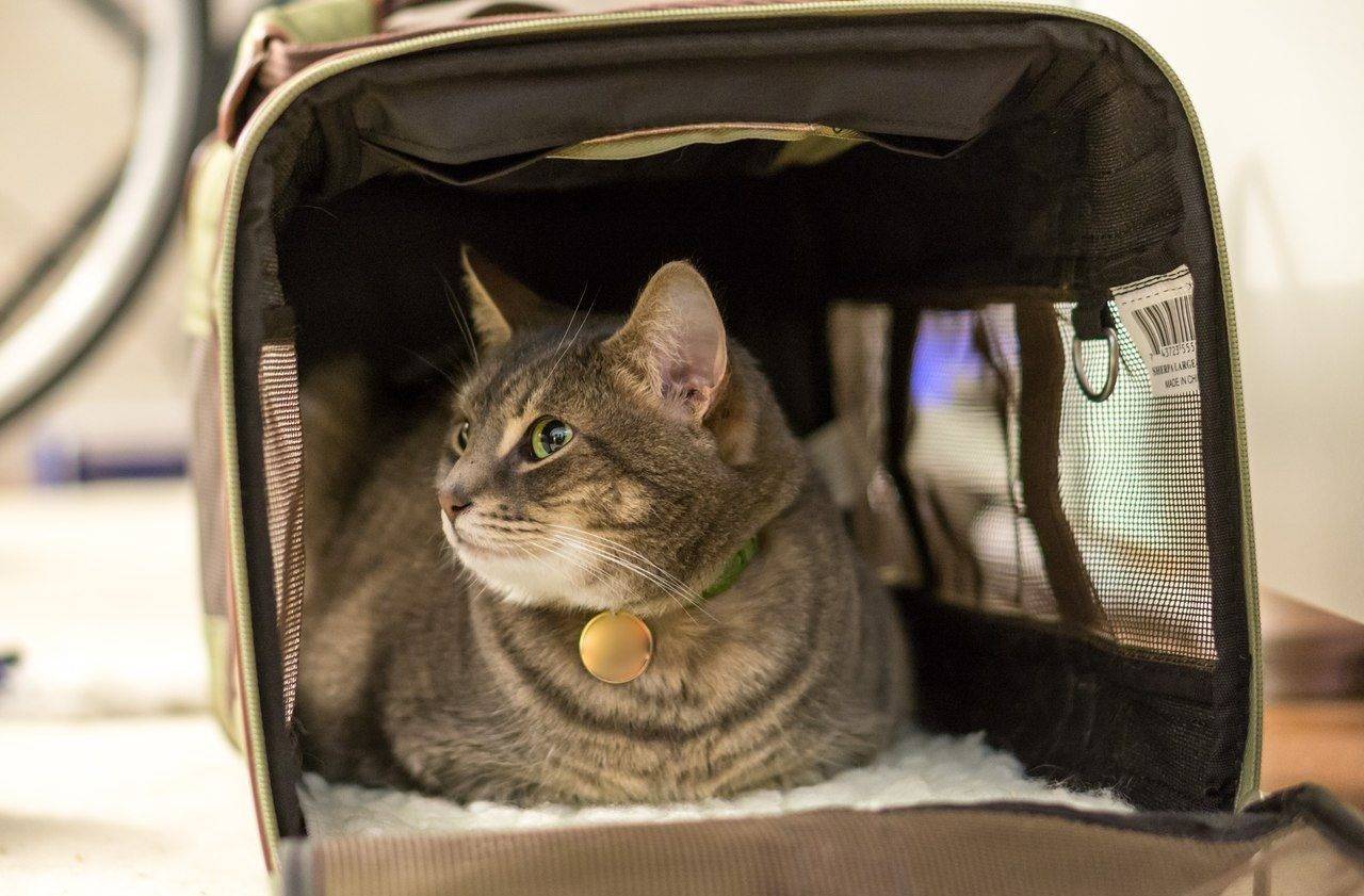 Как подготовить кошку к поездке: в автомобиле, поезде, самолете