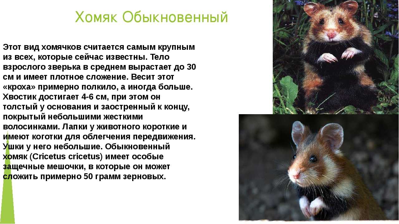 Как живут хомяки в дикой природе?