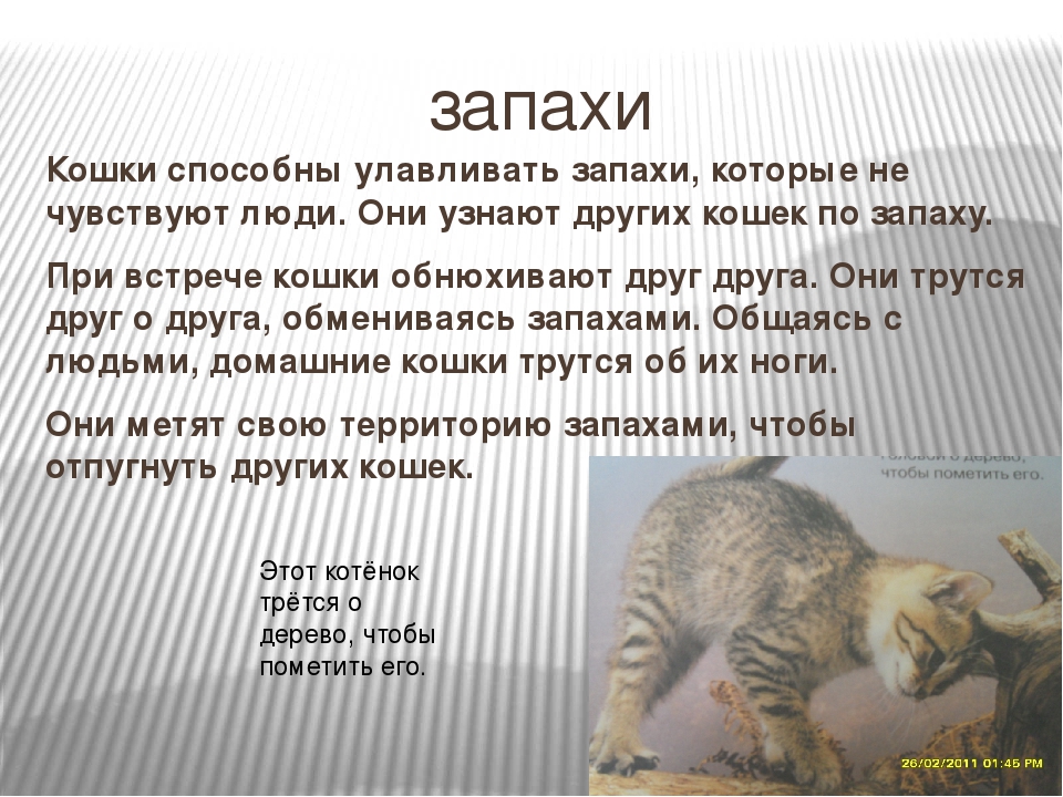 Моча кота стала резко пахнуть: причины, диагностика, лечение | блог ветклиники "беланта"