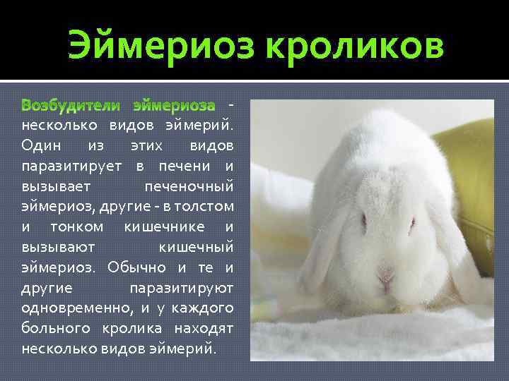 Симптомы и лечение эймериоза кроликов