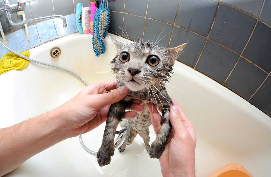 Почему кошки и коты боятся воды
почему кошки и коты боятся воды