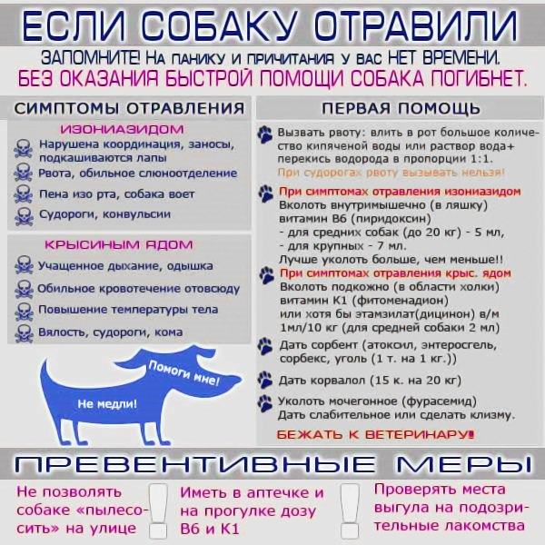 Что делать, если собака случайно съела крысиный яд?