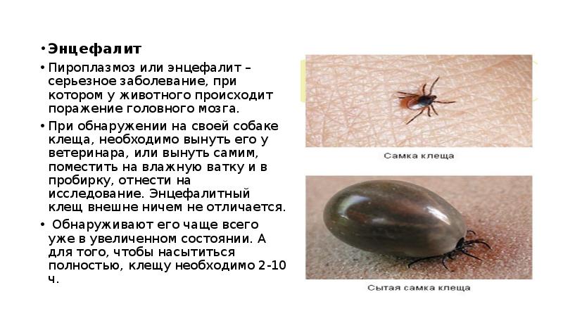 Энцефалит у собак: симптомы, лечение